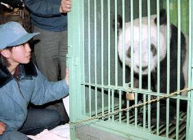 Giant panda Ling Ling returns after mating mission